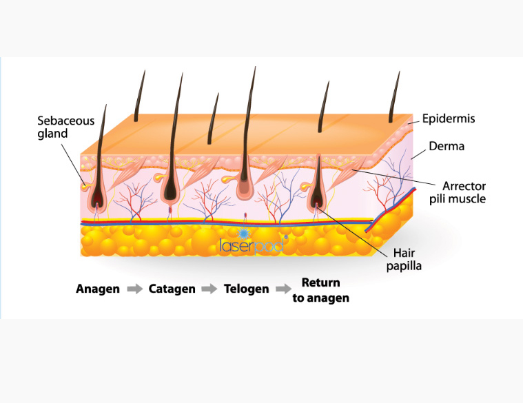Skin diagram for laser hair removal